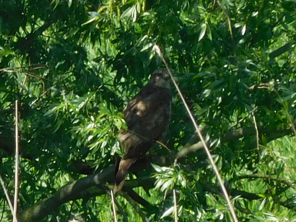 Welke roofvogel is dit?